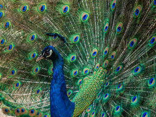 Fototapeta na wymiar Indian Peacock, Pavo cristatus, displaying its colorful feathers