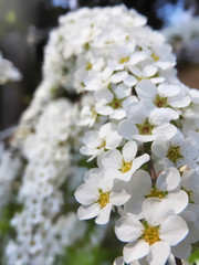 Obraz premium 花のアーチ