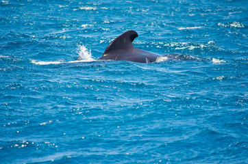 Pilot whale near Tarifa, Spain. Atlantic Ocean, Strait of Gibraltar.