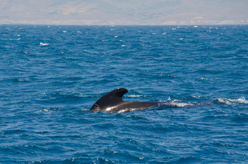 Pilot whale near Tarifa, Spain. Atlantic Ocean, Strait of Gibraltar.