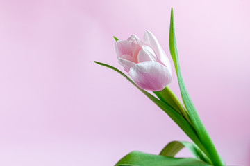 Bouquet of pink tulips for the holidays. Women's Day, Valentine's Day, name day. On a pink background.