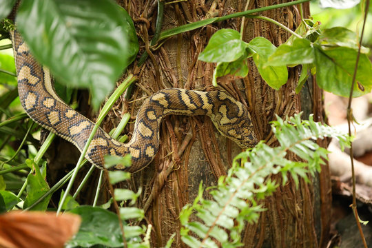 Large carpet python climbing palm tree in Airlie Beach, Queensland, slightly hidden by foliage