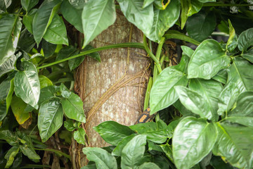 Large carpet python climbing palm tree in Airlie Beach, Queensland, slightly hidden by foliage