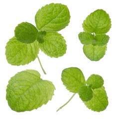 Mint fresh green leaf set isolated on white background