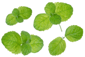 Obraz na płótnie Canvas Mint fresh green leaf branches set isolated on white background