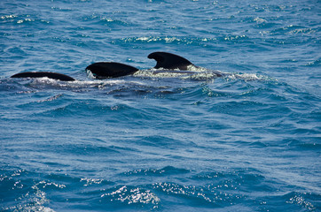 Obraz premium Pilot whale near Tarifa, Spain. Atlantic Ocean, Strait of Gibraltar.