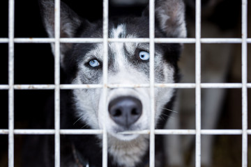 Sad dog locked in the cage. Potrait of a beautiful siberian husky dog behind bars. © Branislav