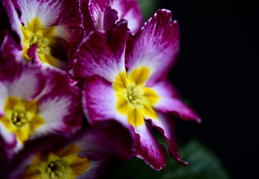 Beautiful primrose flowers with dark background © MW Photography 