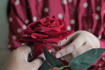 Women hand holding red rose, closeup, valentine day concept 