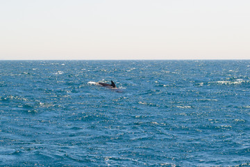 Pilot whale near Tarifa, Spain. Atlantic Ocean, Strait of Gibraltar.