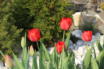 Tulips flowers spring bloom in the garden