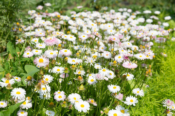 Chamomile field on a Sunny summer day