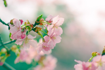 緑とピンクが美しい桜