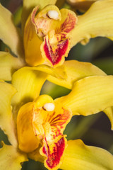 Yellow Cymbidium Orchids in the Orchid Garden.