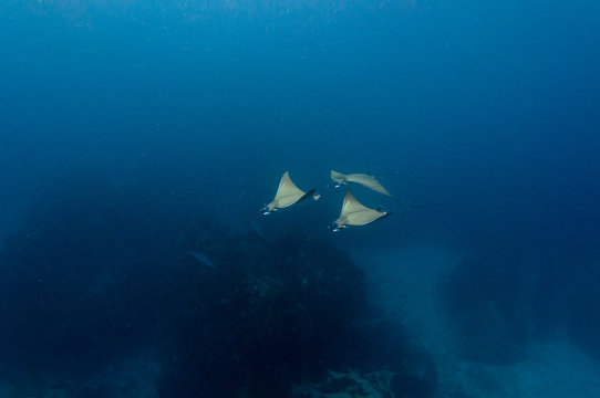 Atlantic devil ray, (Mobula hypostoma ) with blue background. Underwater photography.