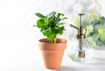 Home gardening, hobby. Coffee tree in a pot in the interior on light background.