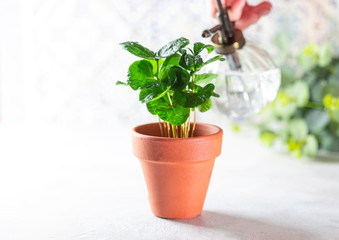 Home gardening, hobby. Coffee tree in a pot in the interior on light background.