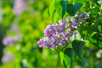 Fototapeta premium horizontal closeup photo of a lilac bud