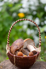 Basket of mushrooms on a stump in the summer garden