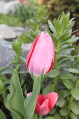 Tulips flowers spring bloom in the garden