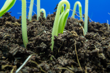 Green plant sprouts from the soil