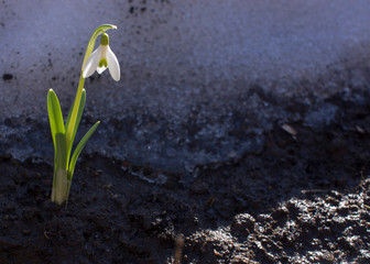 Snowdrops spring flowers. Beautifully blooming in the grass at sunset. Delicate Snowdrop flower is one of the spring symbols. Amaryllidaceae - Galanthus nivalis