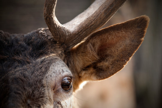 rotwild hirsch, Portrait von Gesicht, Auge, Ohr, Geweih als close up