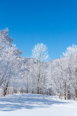 北海道の冬の風景　富良野の樹氷