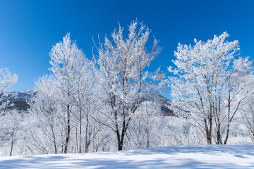 北海道の冬の風景　富良野の樹氷