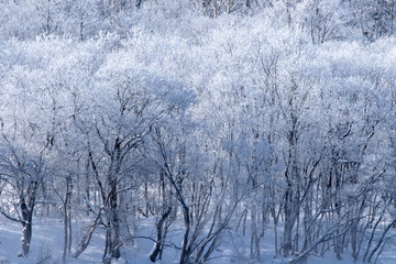 北海道の冬の風景　富良野の樹氷