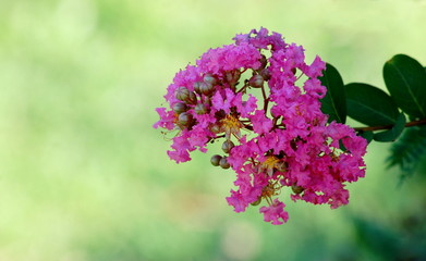 Pink cape myrtle flowers 
