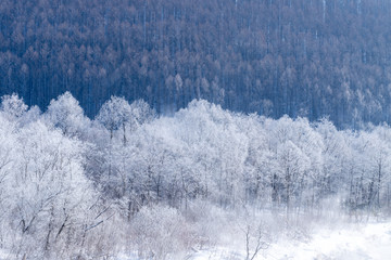 北海道の冬の風景　富良野の樹氷