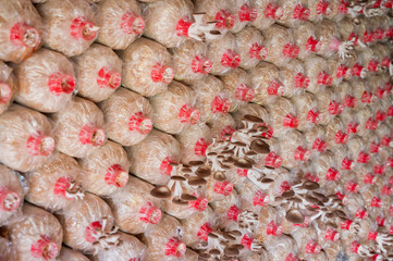 Straw Mushroom Sprouting from Cultivation Bags in Farm.