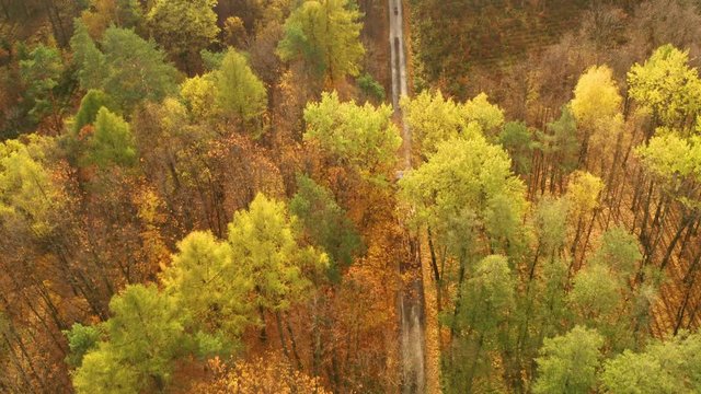 Aerial view of The truck driving the prevailing trees goes in the woods which is painted in autumn colors, Loaded truck driving wood goes in the woods