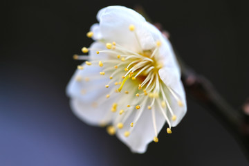 【日本の春】八重梅の花（白梅）