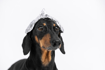 Suspicious dachshund dog in foil hat on a white background, not isolate. Fear of aliens or...