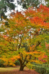 京都御苑の紅葉