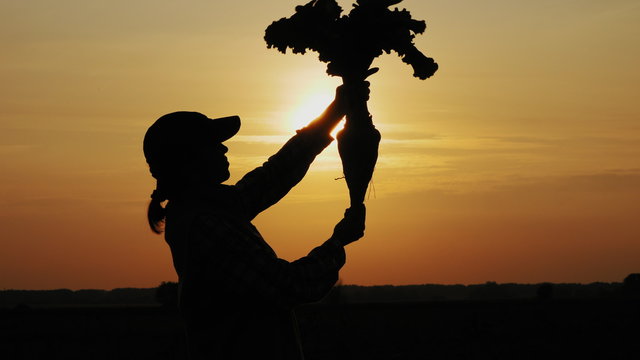 Silhouette Of A Woman Farmer Holding A Root Vegetable Of Sugar Beet In The Field At Sunset. The Cultivation Of Sugar Beet