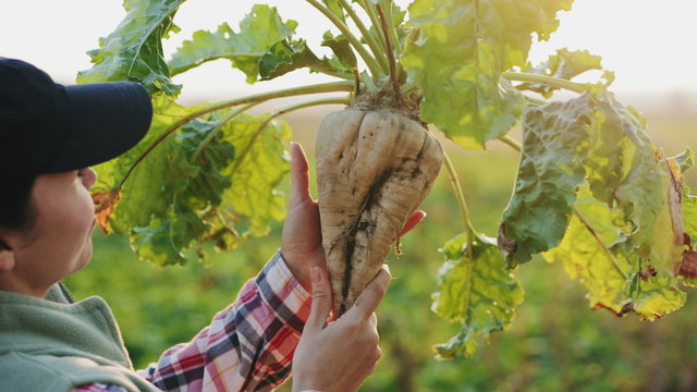 Agronomist inspects the sugar beetroot at sunset. A female farmer holding ripe sugar beet. The cultivation of sugar beet.