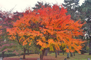Naklejka premium 京都御苑の紅葉