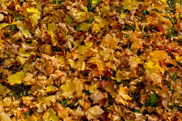 yellow fallen maple leaves, natural background of autumn