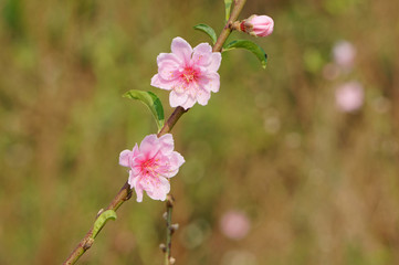Flowers and buds on branch in the garden. Peach blossom