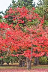 京都御苑の紅葉