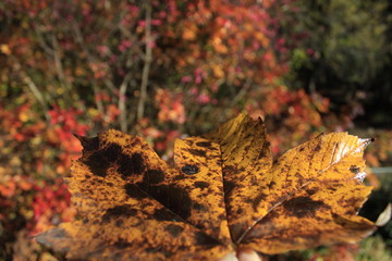 autumn leaves on the ground