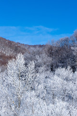 北海道の冬の風景　富良野の樹氷