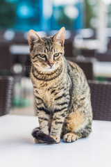 Cute hungry shorthair cat sitting on top of table in outdoor restaurant of hotel resort of Turkey. Hungry animal waiting for food.