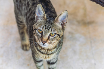 Closeup top view of cute shorthair tabby cat. Portrait of pet.