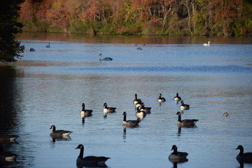 Obraz premium ducks on the lake