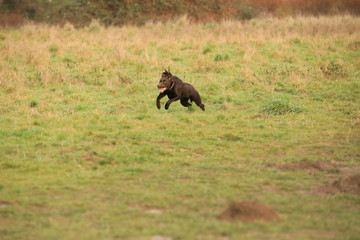 bear in forest