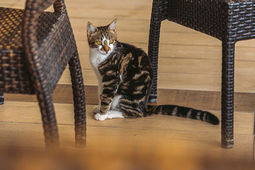 Closeup view photography of cute beautiful brown and black cat sitting calmly on floor near chairs.